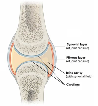 articular synovial fluid